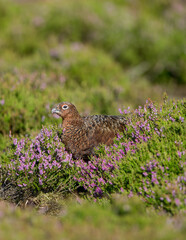 Red Grouse Male (Scientific name: Lagopus lagopus Scotica). Portrait of a Red Grouse eating purple heather flowers.  Facing left.  Space for copy.