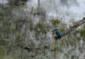 Close-up portrait of a Common kingfisher  at Keoladeo National Park, Bharatpur