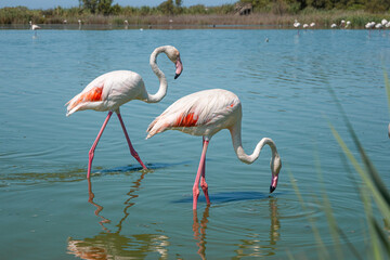pink flamingo in the water