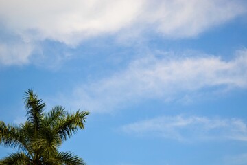 Fototapeta na wymiar palmera y cielo azul