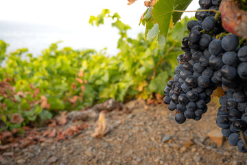 red wine grapes