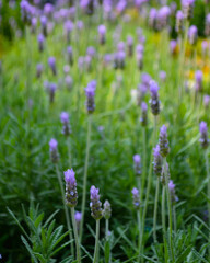 textura de la natruraleza