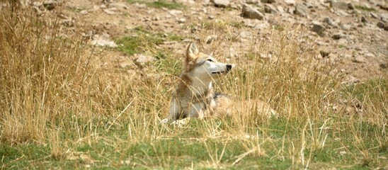 Loup