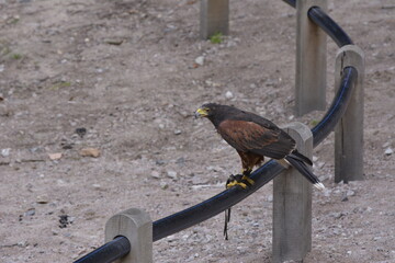 buzzard