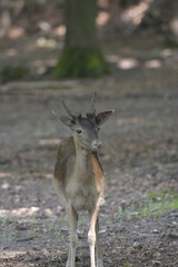 deer