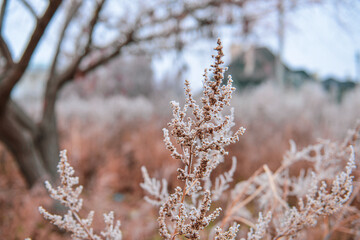 Frozen plants in autumn. Dry flowers covered with the hoar-frost