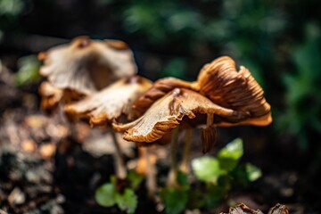 mushroom on the tree