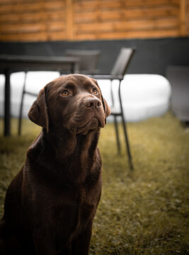 labrador retriever dog, brown color.