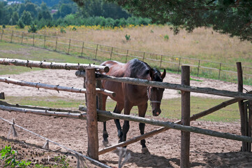 koń © Izabela