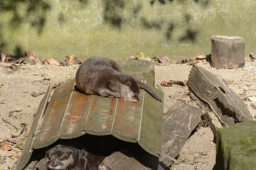 otter