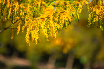 Naklejka na ściany i meble Natural autumn park backgorund, fresh yellow background with tree