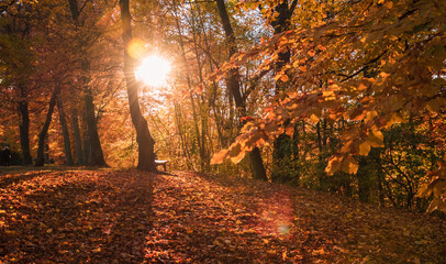 Fototapeta premium Paisaje de hojas secas, naranja, otoñal