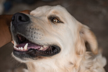 A dog being petted. Pet dog. Happy dog