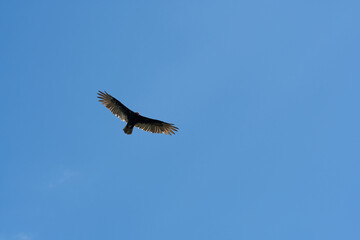eagle in flight