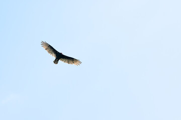 vulture in flight