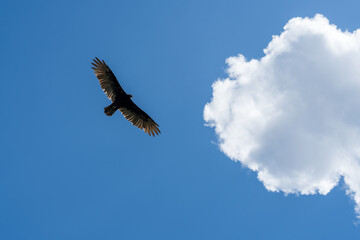 eagle in the sky