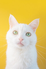 Portrait of a white cat with green eyes close-up on a yellow background. Cute funny pet.