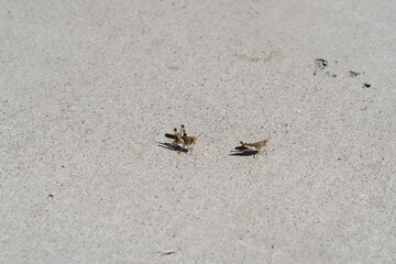 Grasshoppers on a concrete path in a city Texas park on a sunny September day