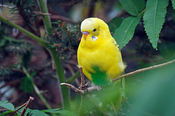 Ein Wellensittich ( Melopsittacus undulatus )