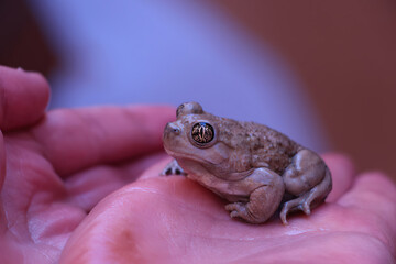 A spade foot toad in hand in Grand Staircase Escalante national monument, Utah.
