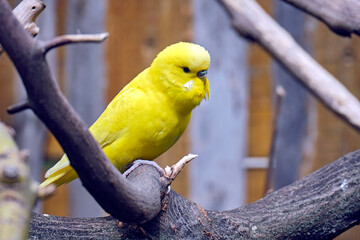 Ein Wellensittich ( Melopsittacus undulatus )