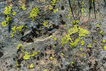 Moss and lichen on rocks in the mountains. Flora of the Carpathians. Yellowed grass in autumn. Moss, fungus on a stone close-up.