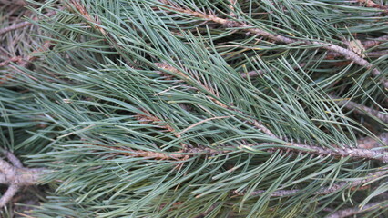 Naklejka na ściany i meble Branches of green-blue spruce and pine