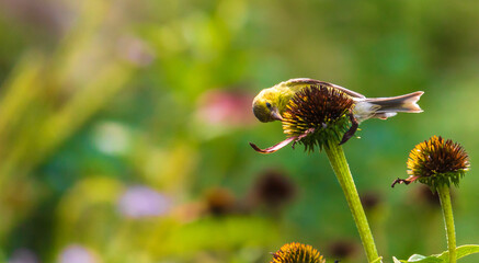 Goldfinch eating coneflower seeds in a garden