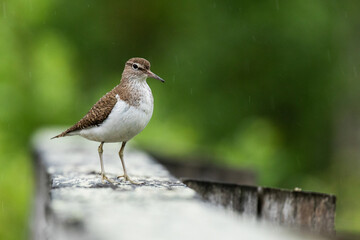 A small wader Common sandpiper, Actitis hypoleucos standing on a wooden handrail near a river in Finland. 