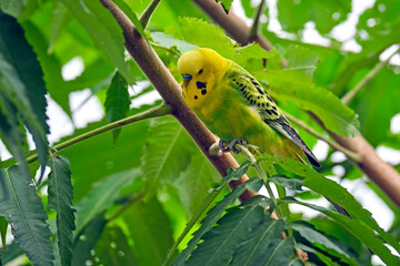 Ein Wellensittich ( Melopsittacus undulatus )