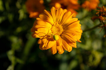 Camouflaged yellow spider on a yellow flower