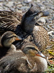 Female Mallard Wild Duck with Ducklings