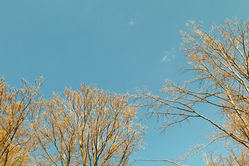 The beginning of spring - deciduous buds on trees.
