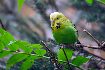 Ein Wellensittich ( Melopsittacus undulatus )