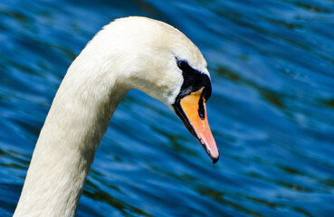 Mute Swan Swimming on Lake