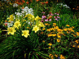 Obraz premium Yellow Lily flower heads with selective focus on foreground