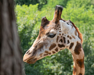 Animals – african giraffe.