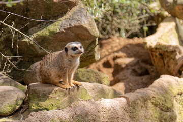 Fototapeta premium The meerkat watches anxiously.