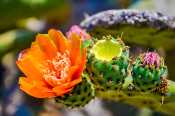 nopal, tuna y flor