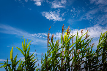 Cloudscape over Green Common Reed Plants on Blue Sky Backgrounds