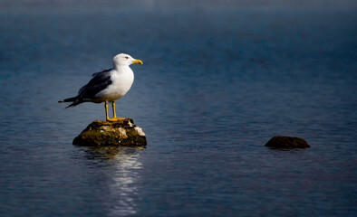 Go&eacute;land marin Berre