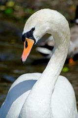 Mute Swan Portrait by Lakeside