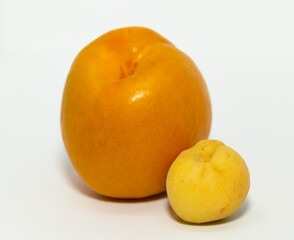 Close up of a large and a small apricots with an isolated white background. Female beginning.