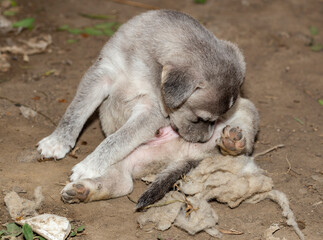 Obraz premium Little puppy. A young grey dog.