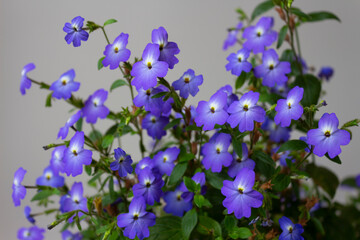 Fototapeta na wymiar Brovallia American Fidelity with many adorable blue flowers on a light background