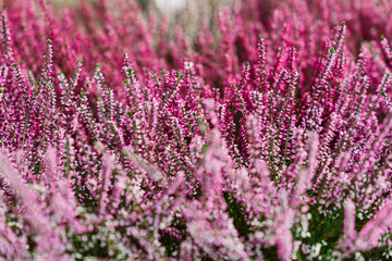 Herbstliche Blumen Heide leuchtet