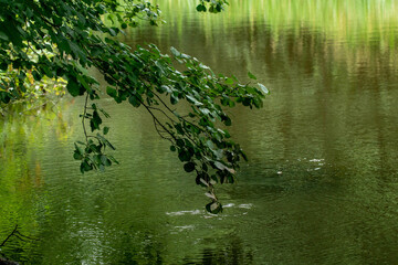 Ast über dem Teich