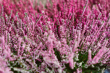 Herbstliche Blumen Heide leuchtet