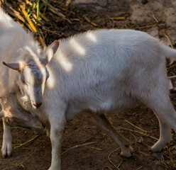 The Saanen, is a Swiss breed of domestic goat. Two white male goats are fighting. Relationships...