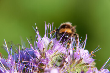 Bumblebee (Bombus) on purple flake flower. Photographed from the front. Macro. Germany, Swabian Alb.